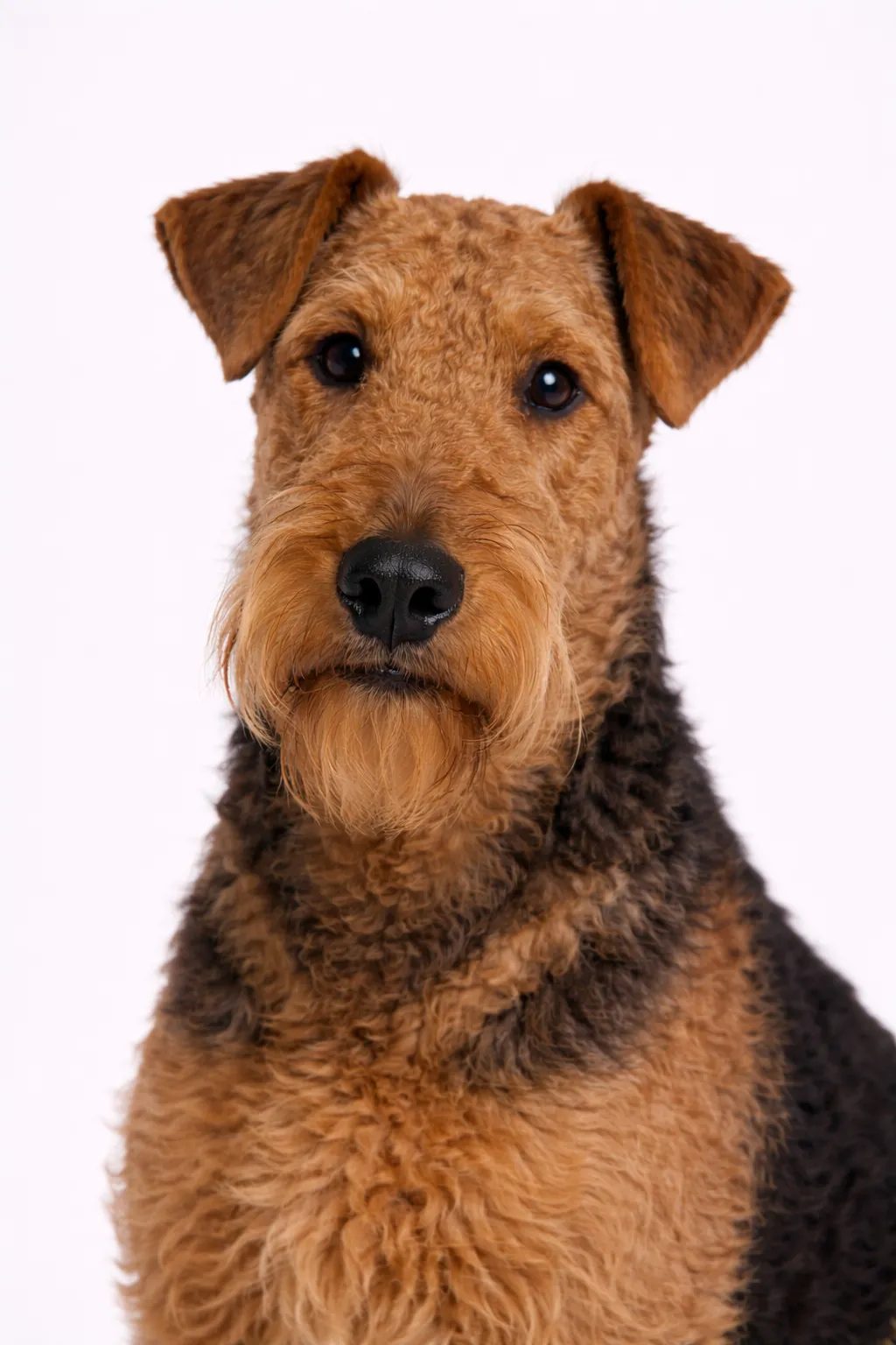 Airedale Terrier