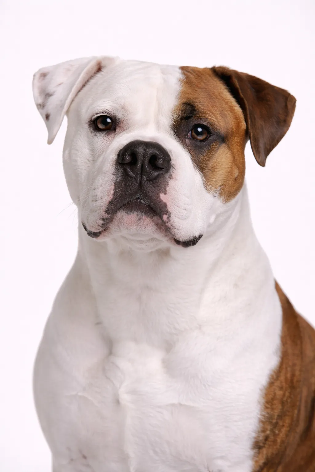 American Bulldog