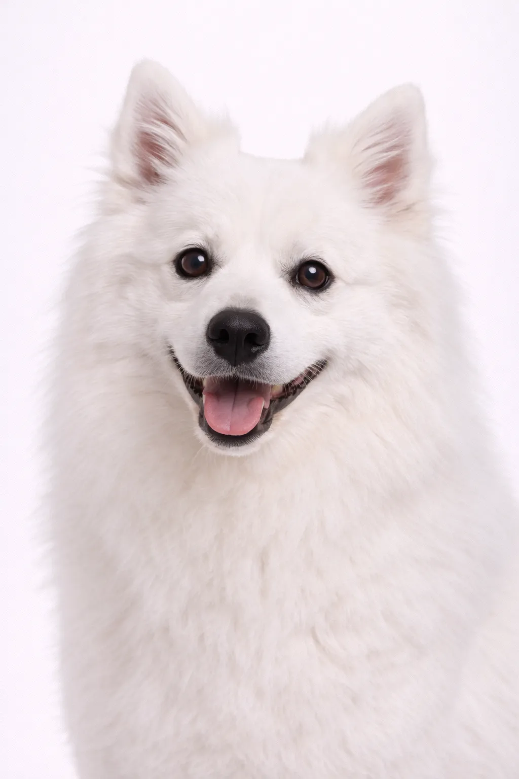 American Eskimo Dog