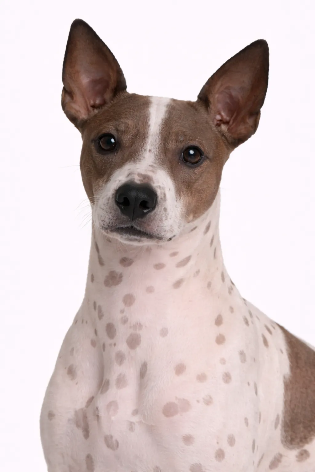 Terrier Americano Sin Pelo