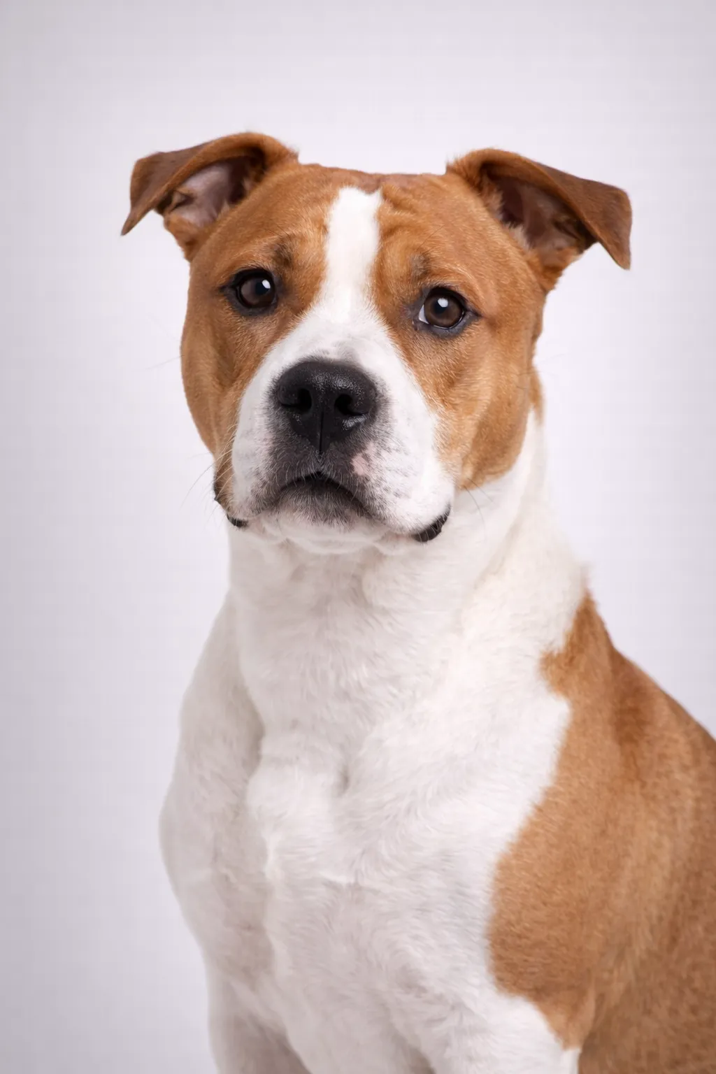 Amerikansk Staffordshire Terrier