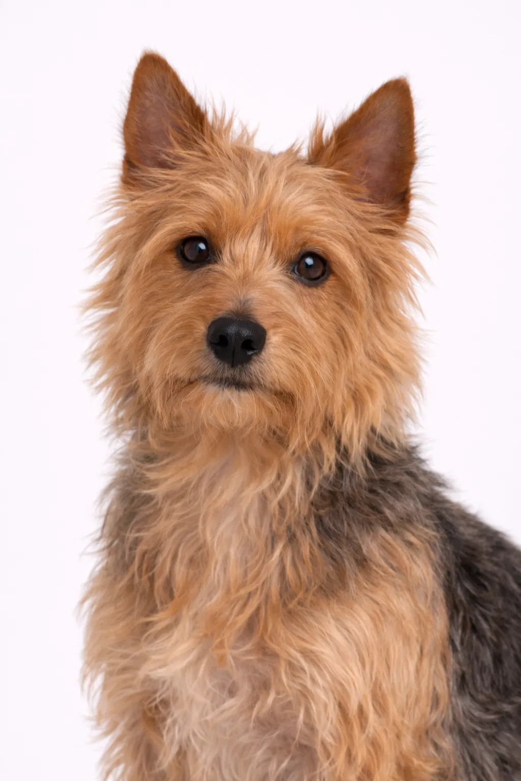 Australisk Terrier