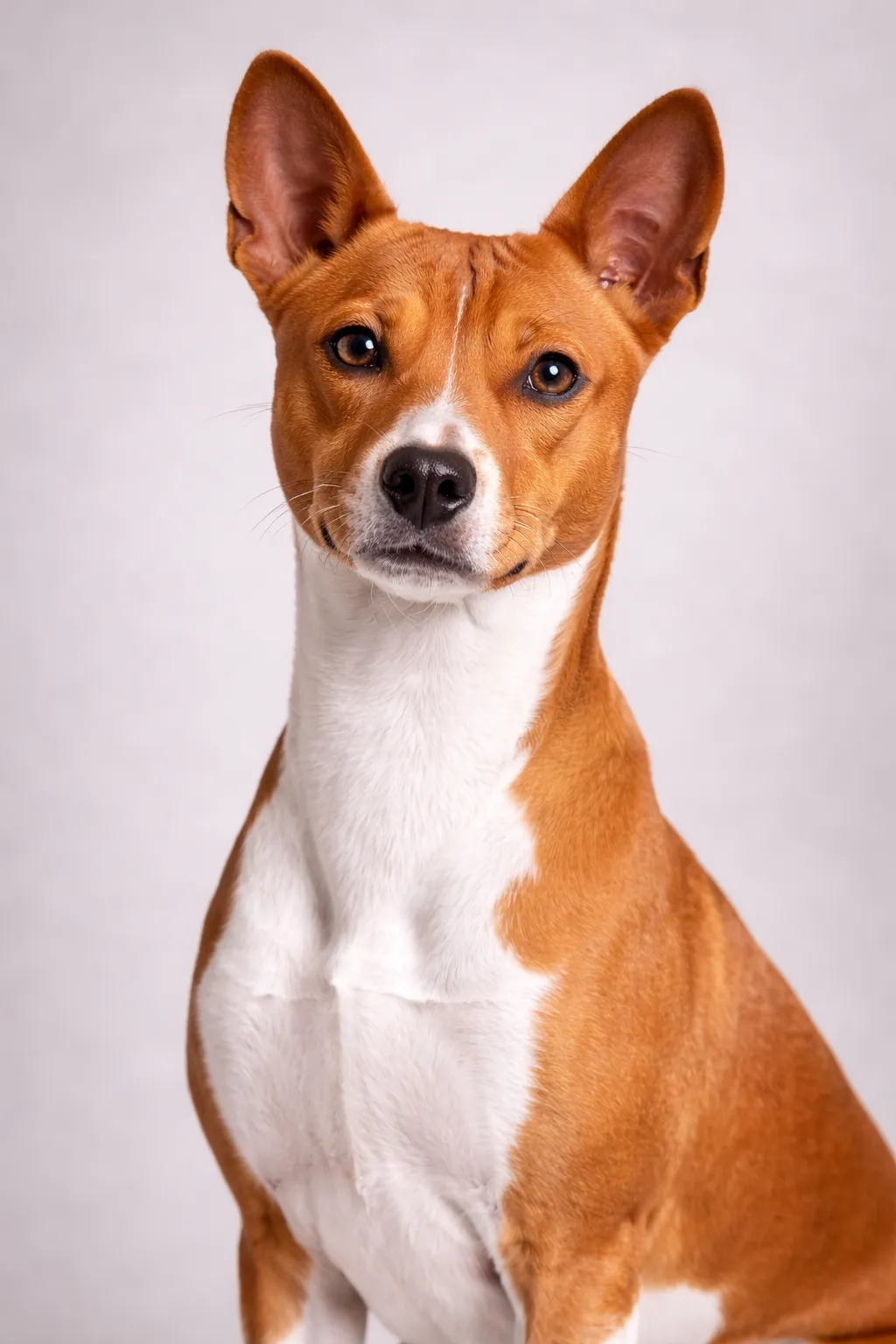 Basenji