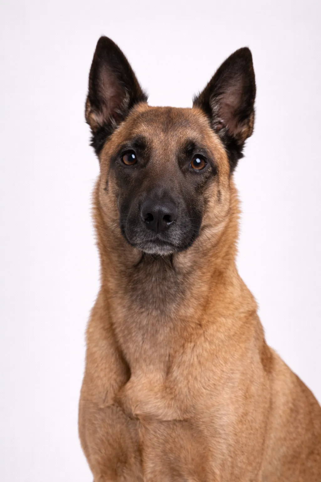 Belgian Malinois