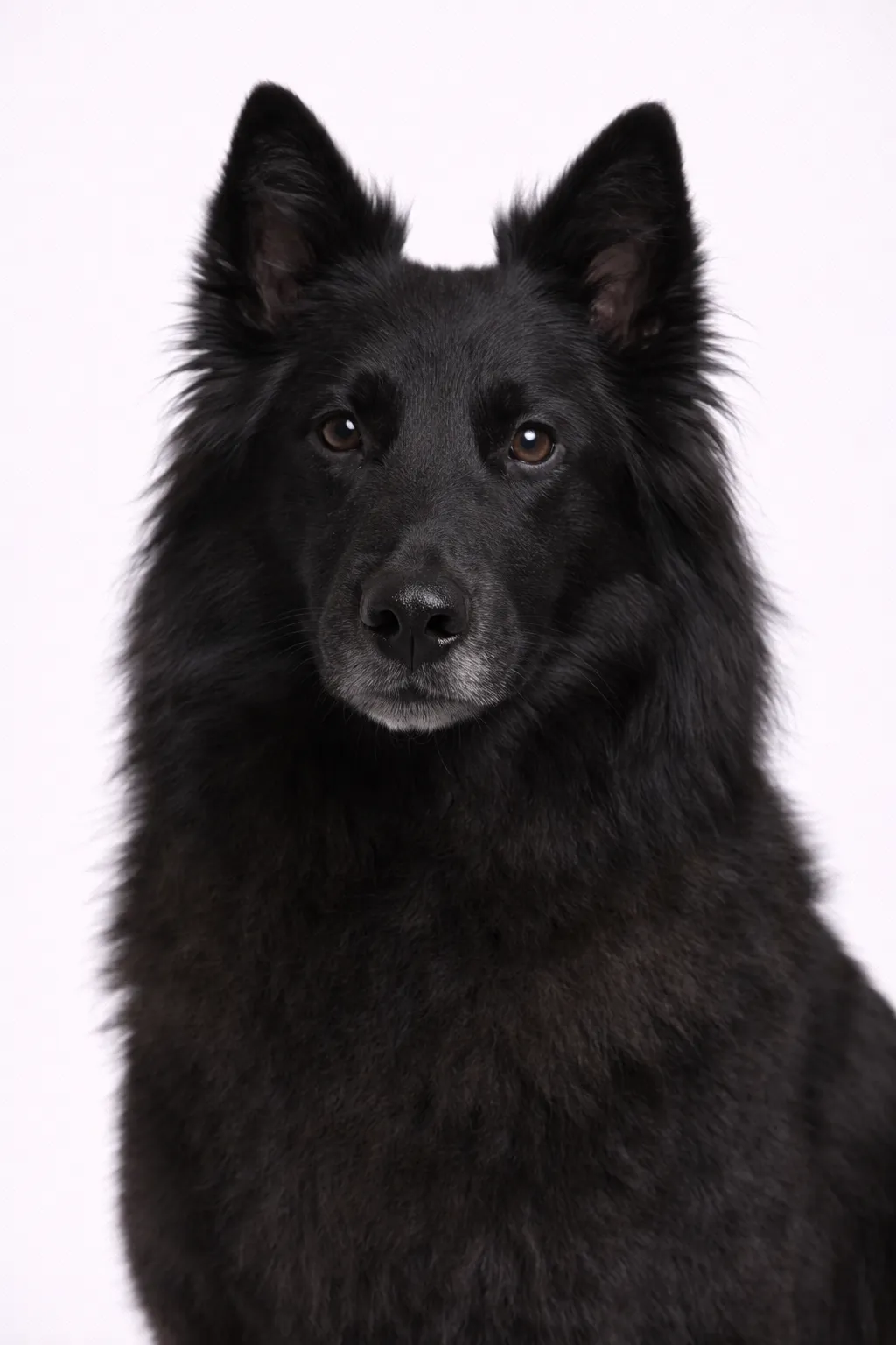 Belgian Sheepdog