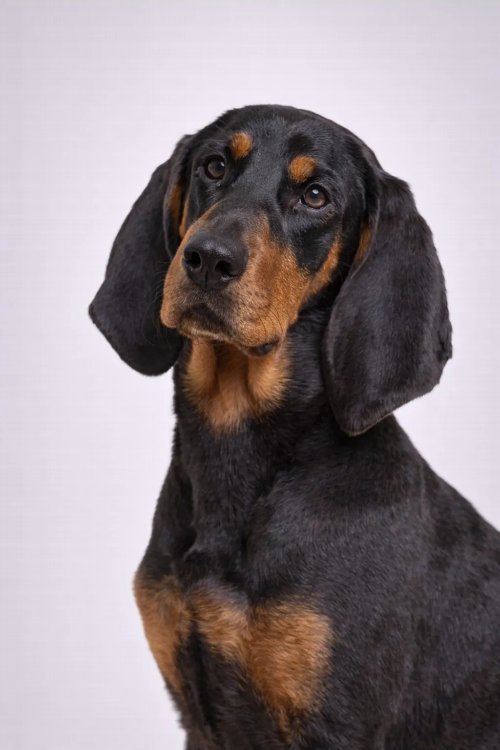 Sort og Tan Coonhound