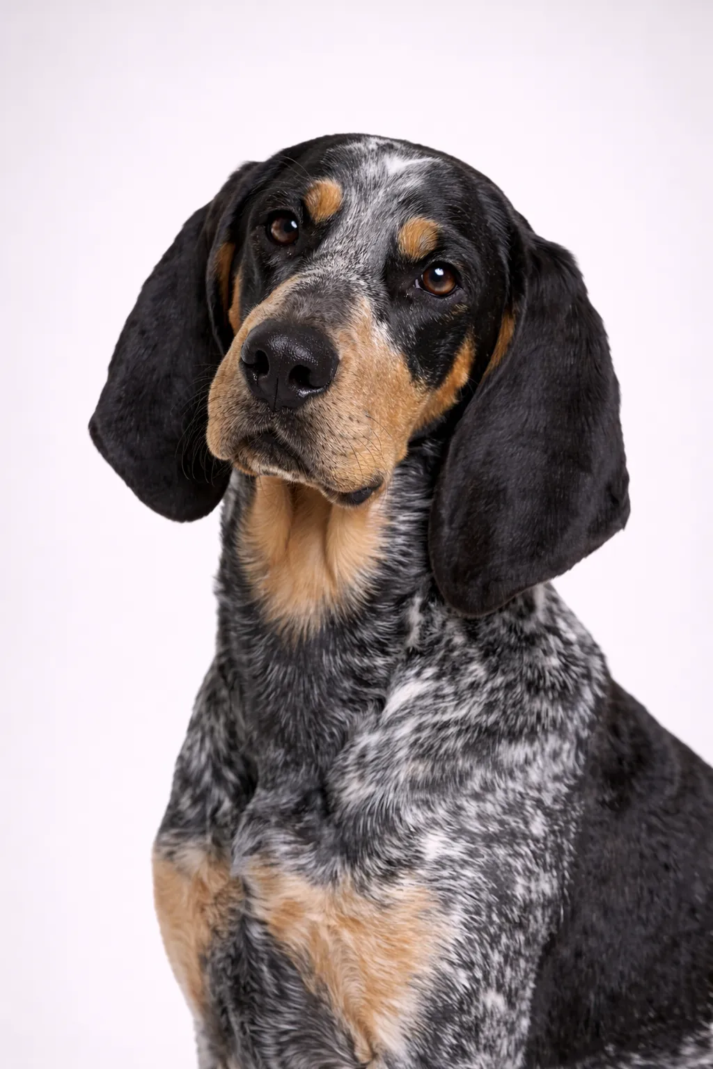 Bluetick Coonhound