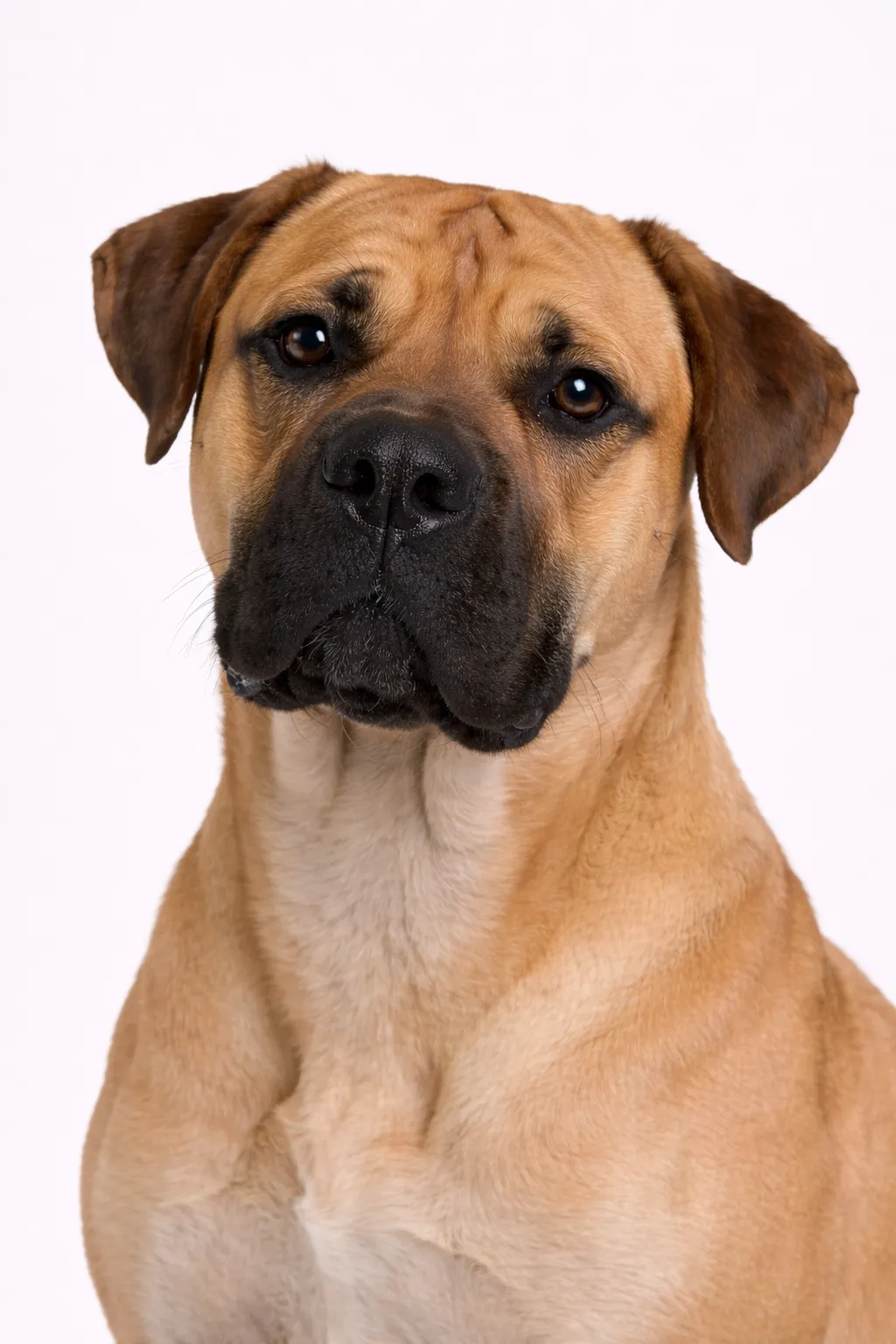 Boerboel