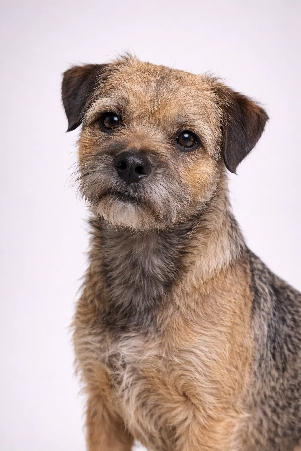 Border Terrier
