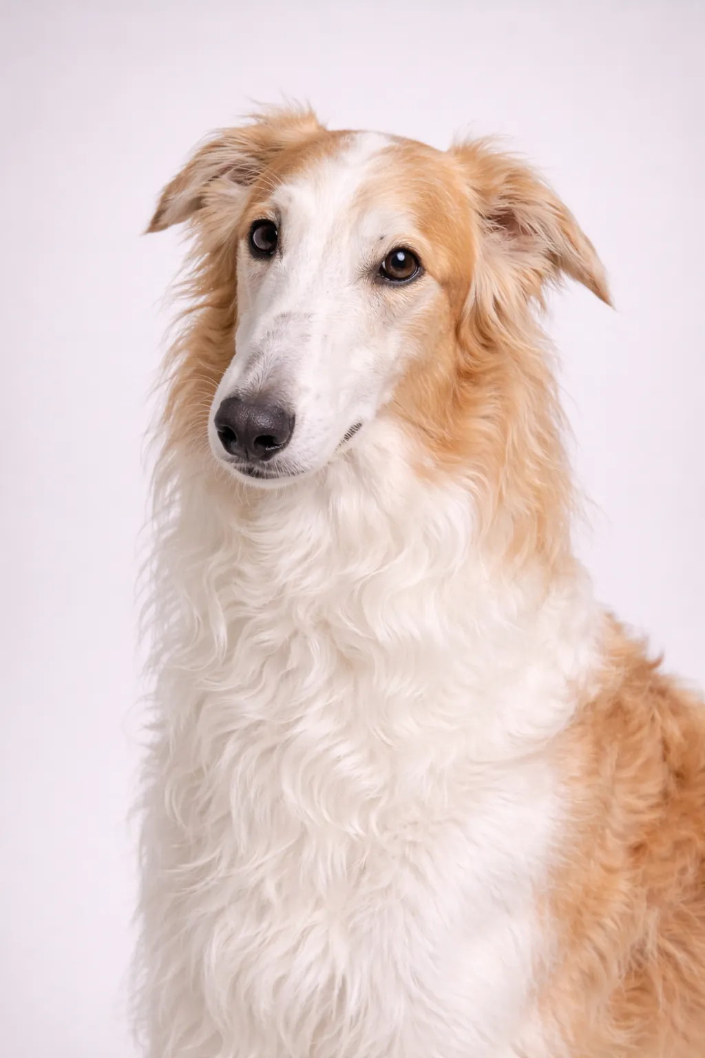 Borzoi