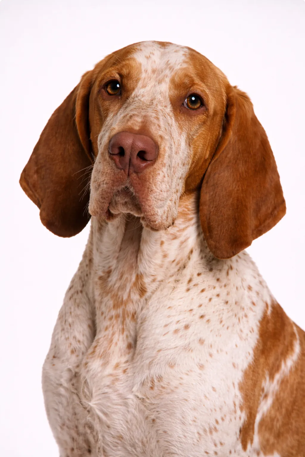 Bracco Italiano