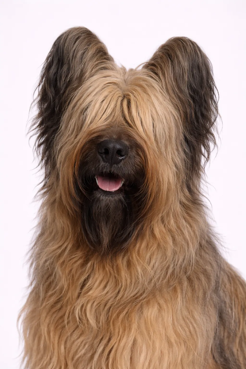 Briard