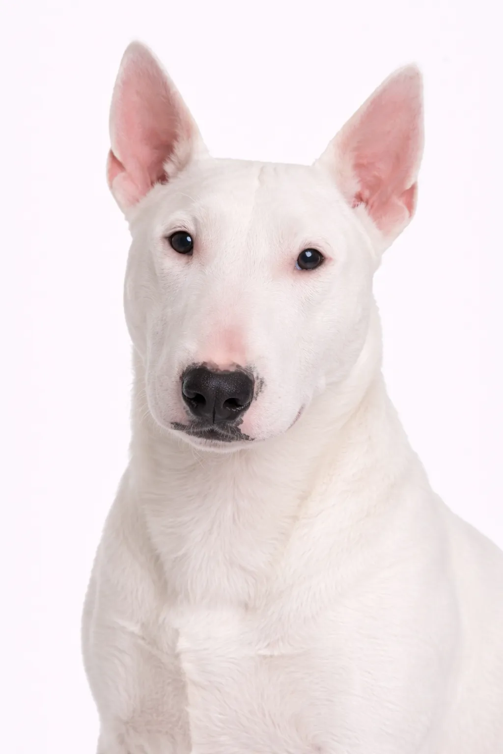 Bullterrieri