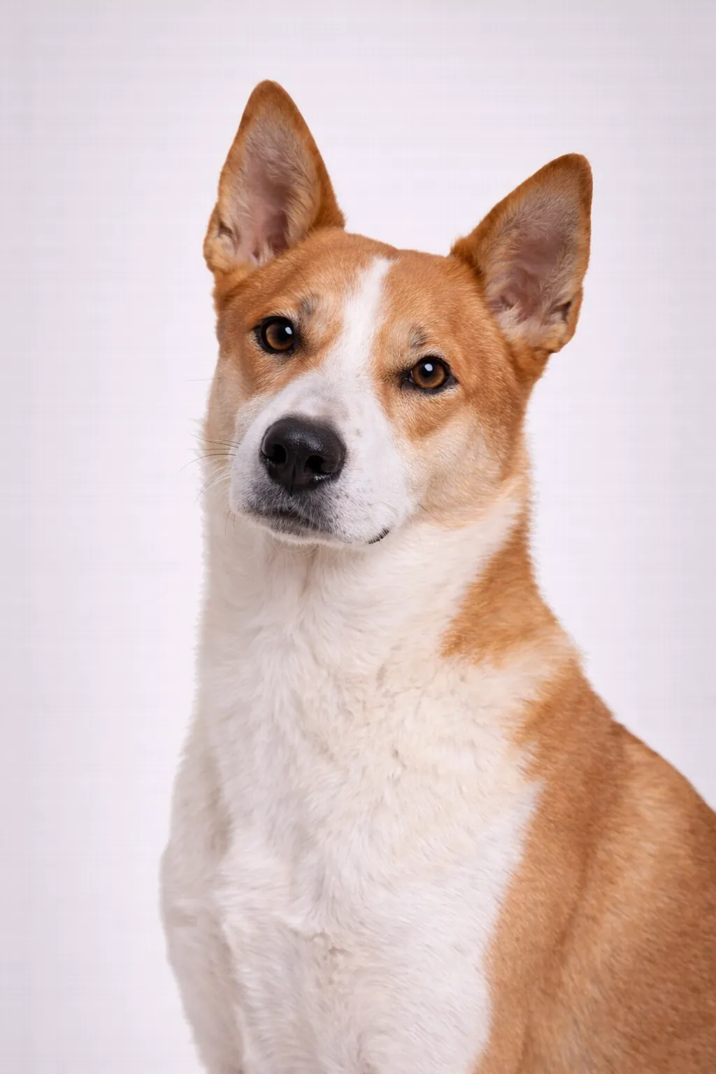 Chien de Canaan
