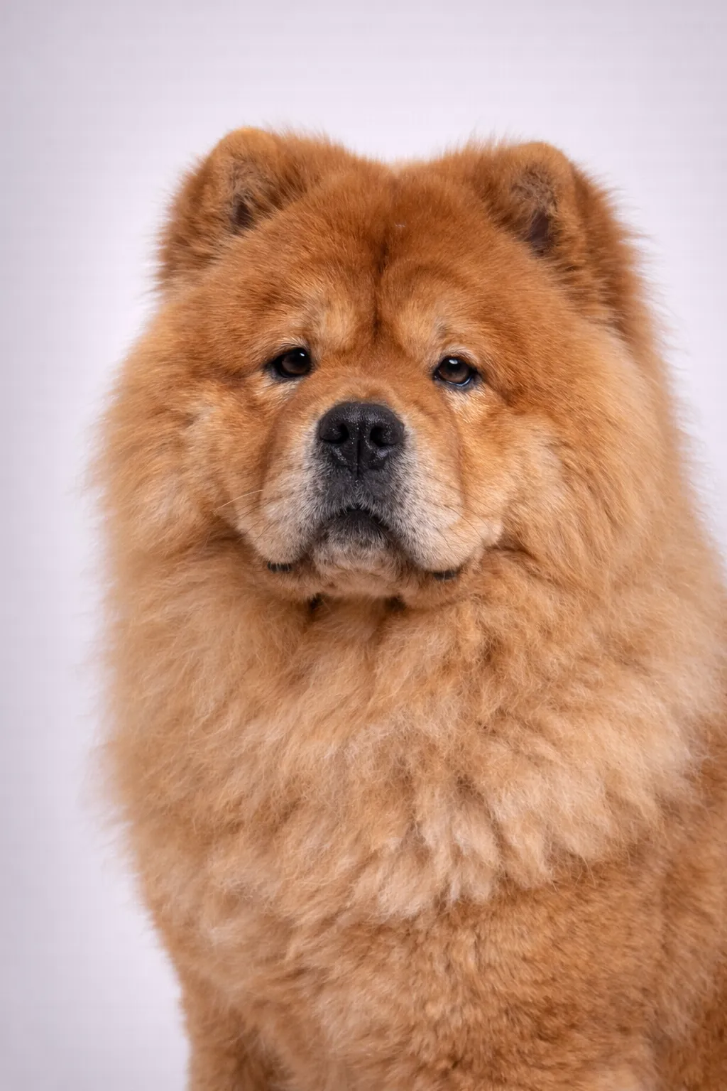 Chow-Chow