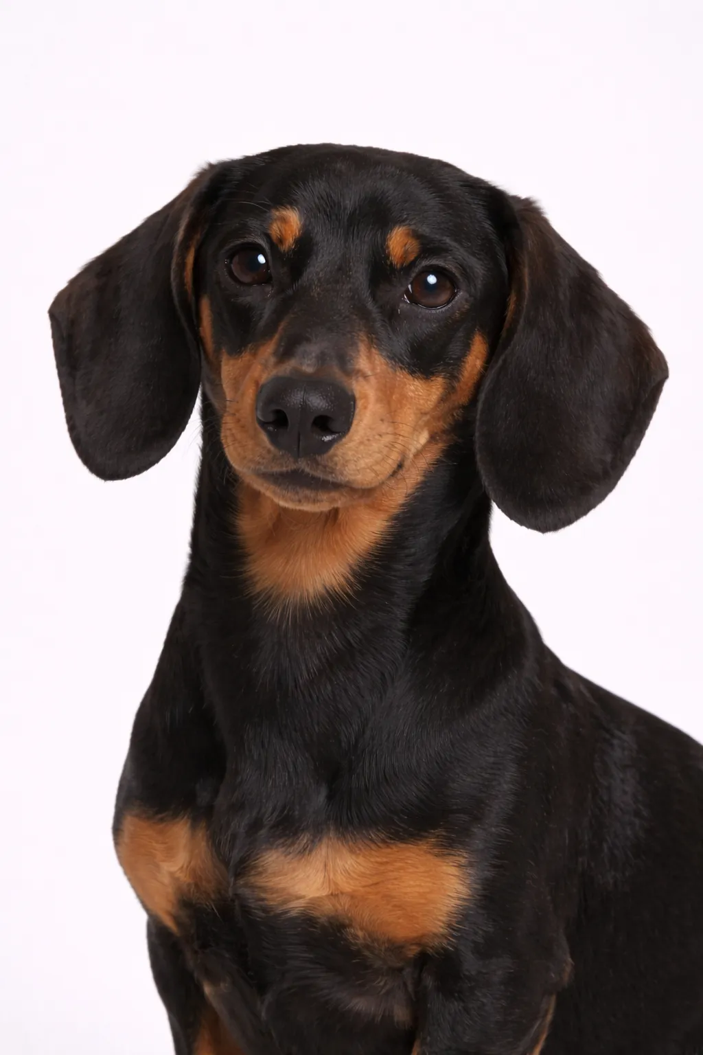 Dachshund