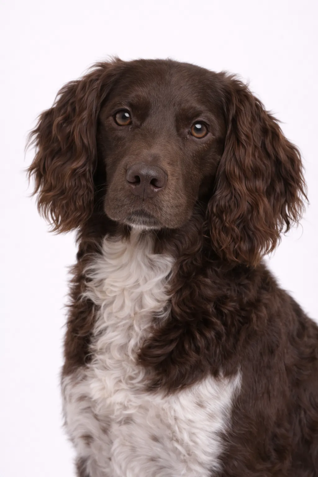 Deutscher Wachtelhund
