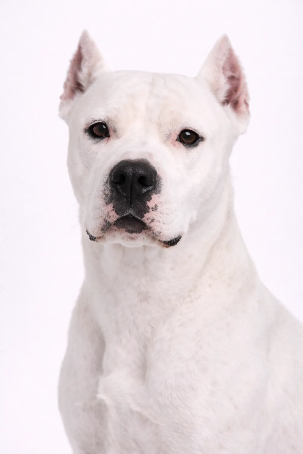 Dog Argentyński