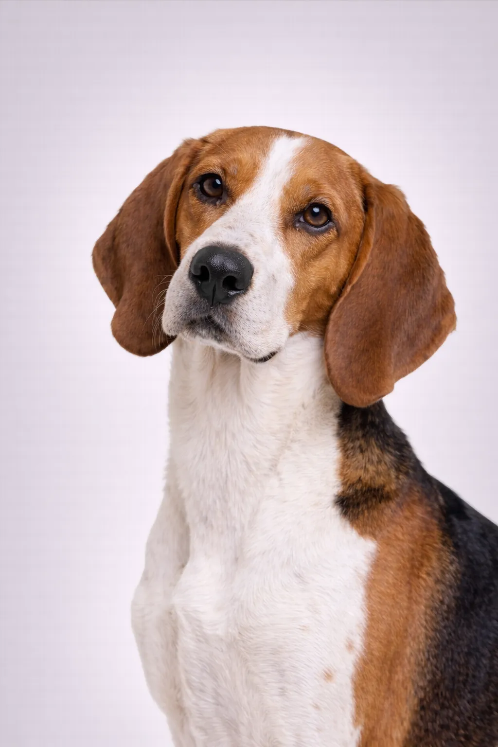 Foxhound Angielski