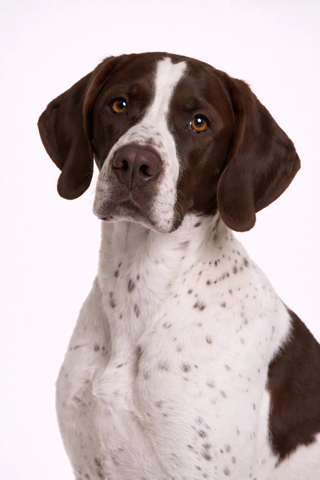 English Pointer