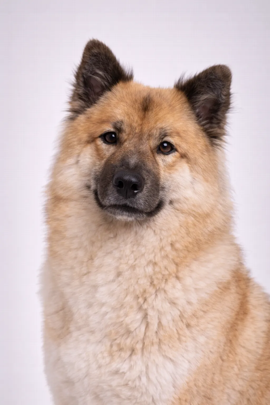 Eurasier