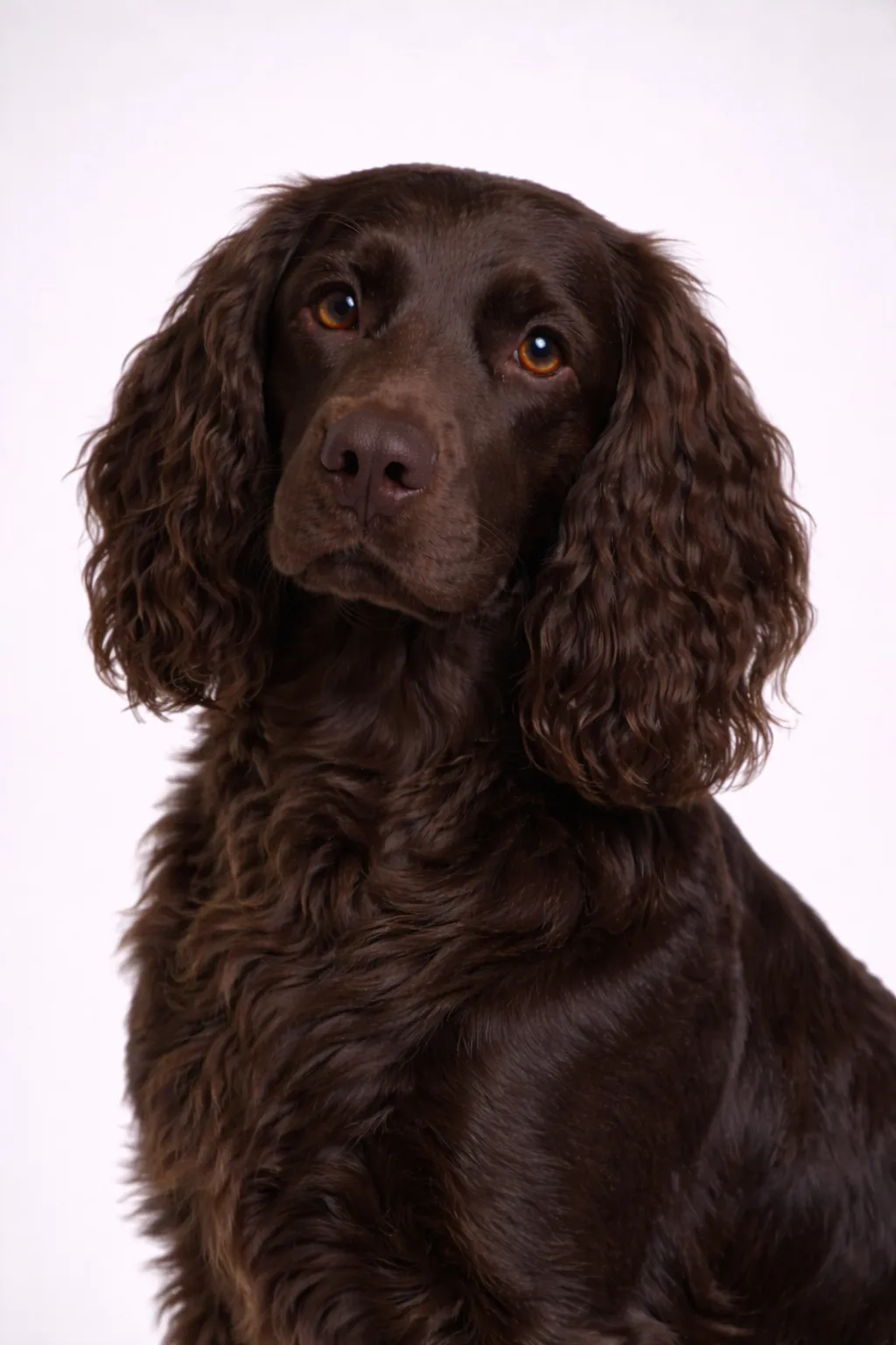 Field Spaniel