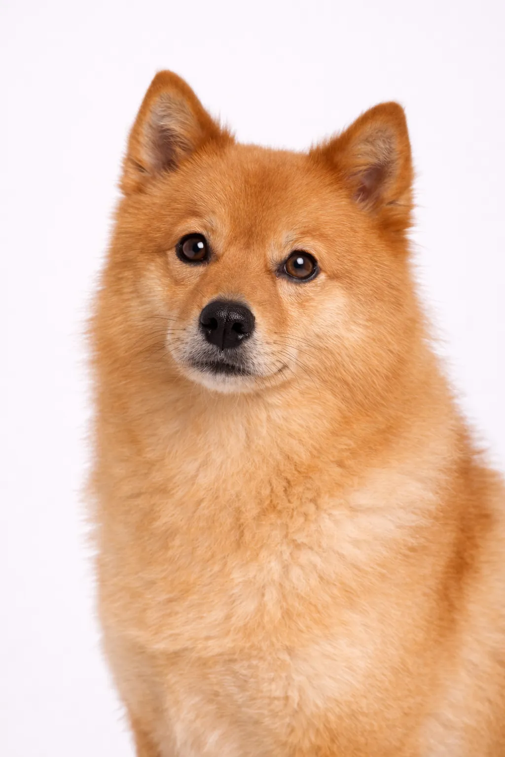 Finnischer Spitz