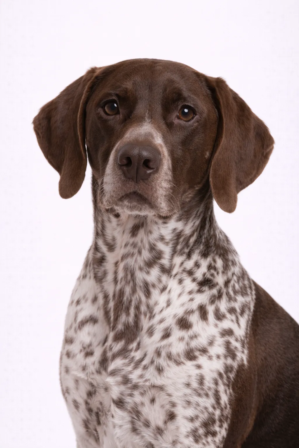 German Shorthaired Pointer