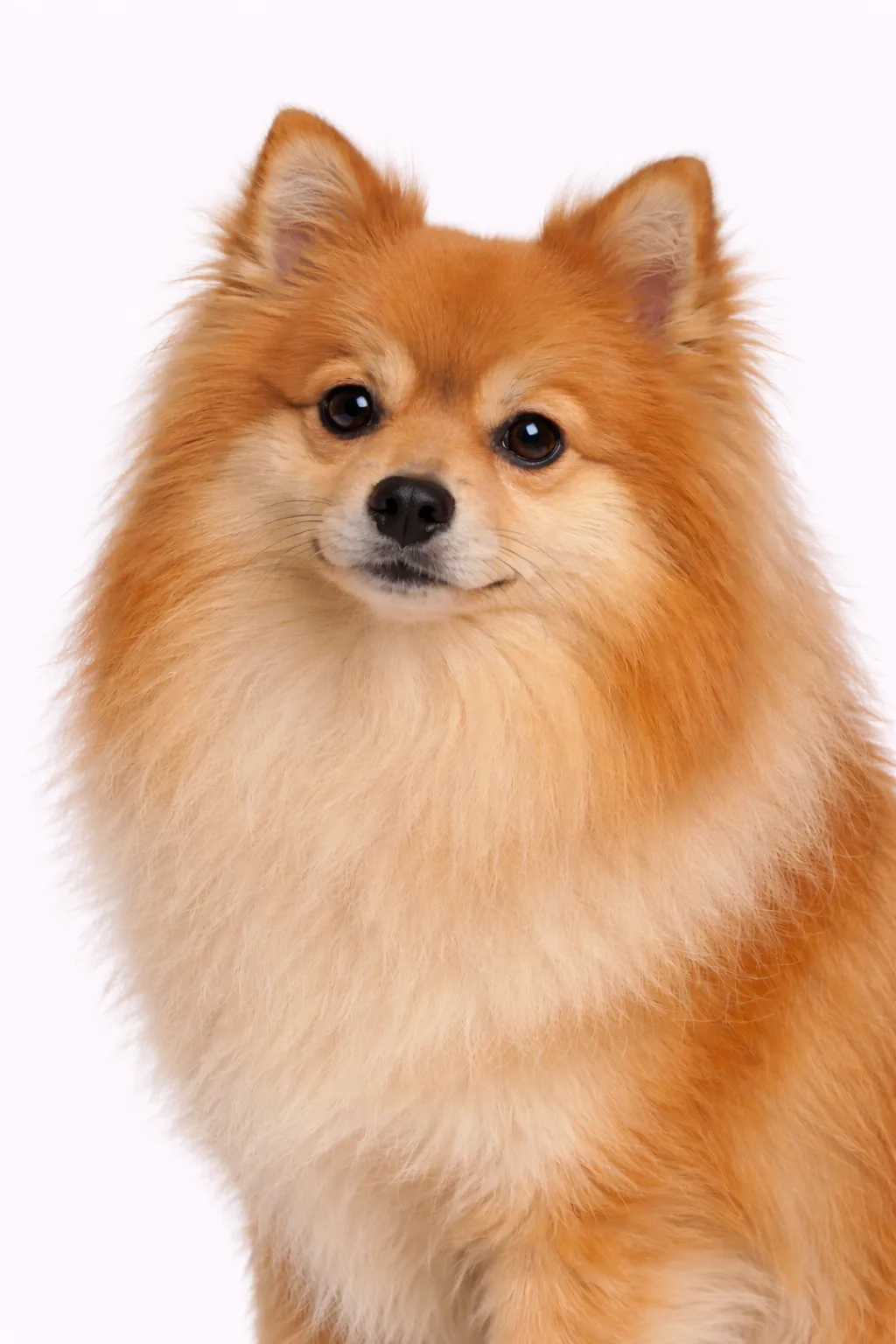 German Spitz