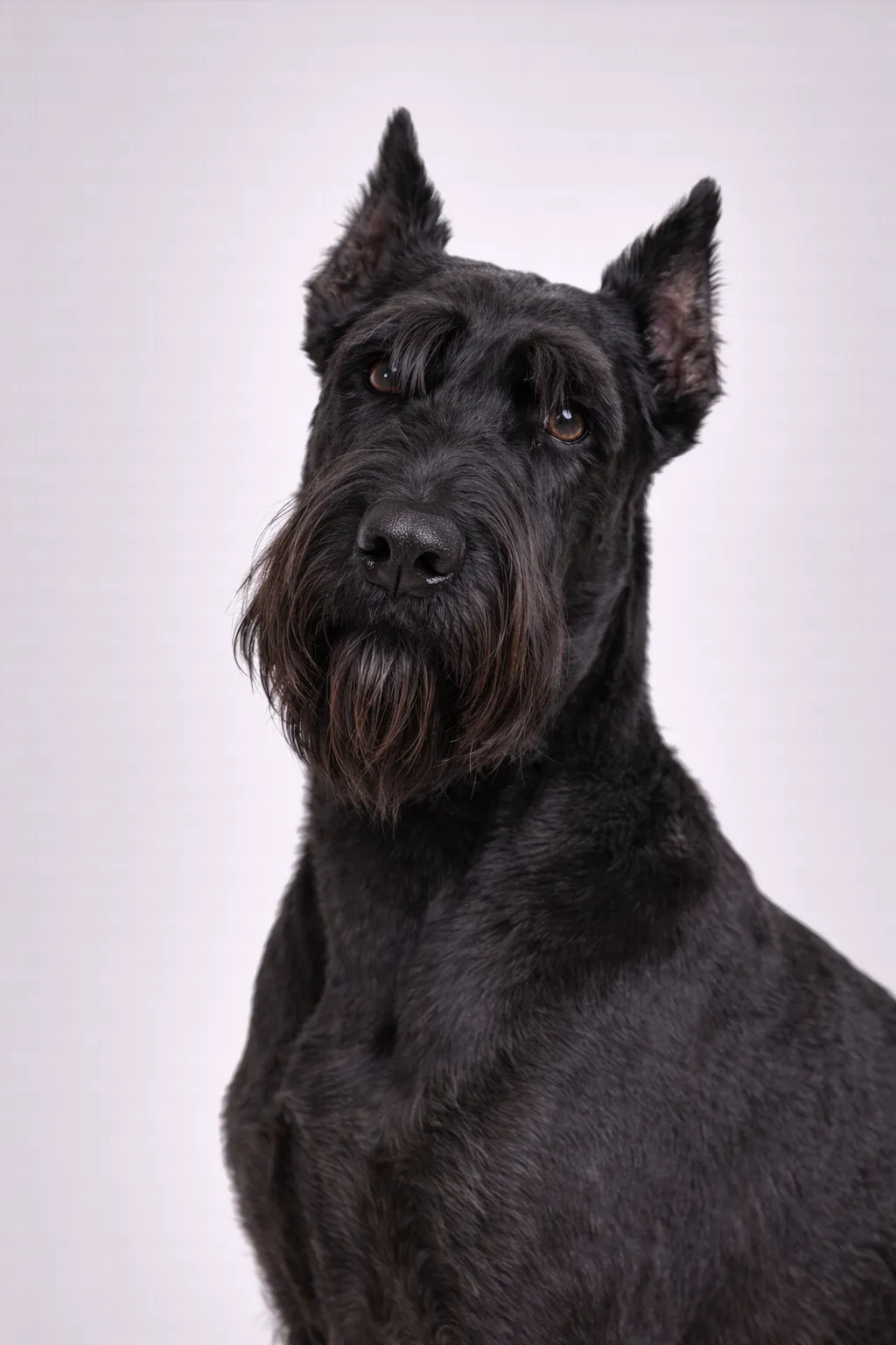 Kæmpeschnauzer