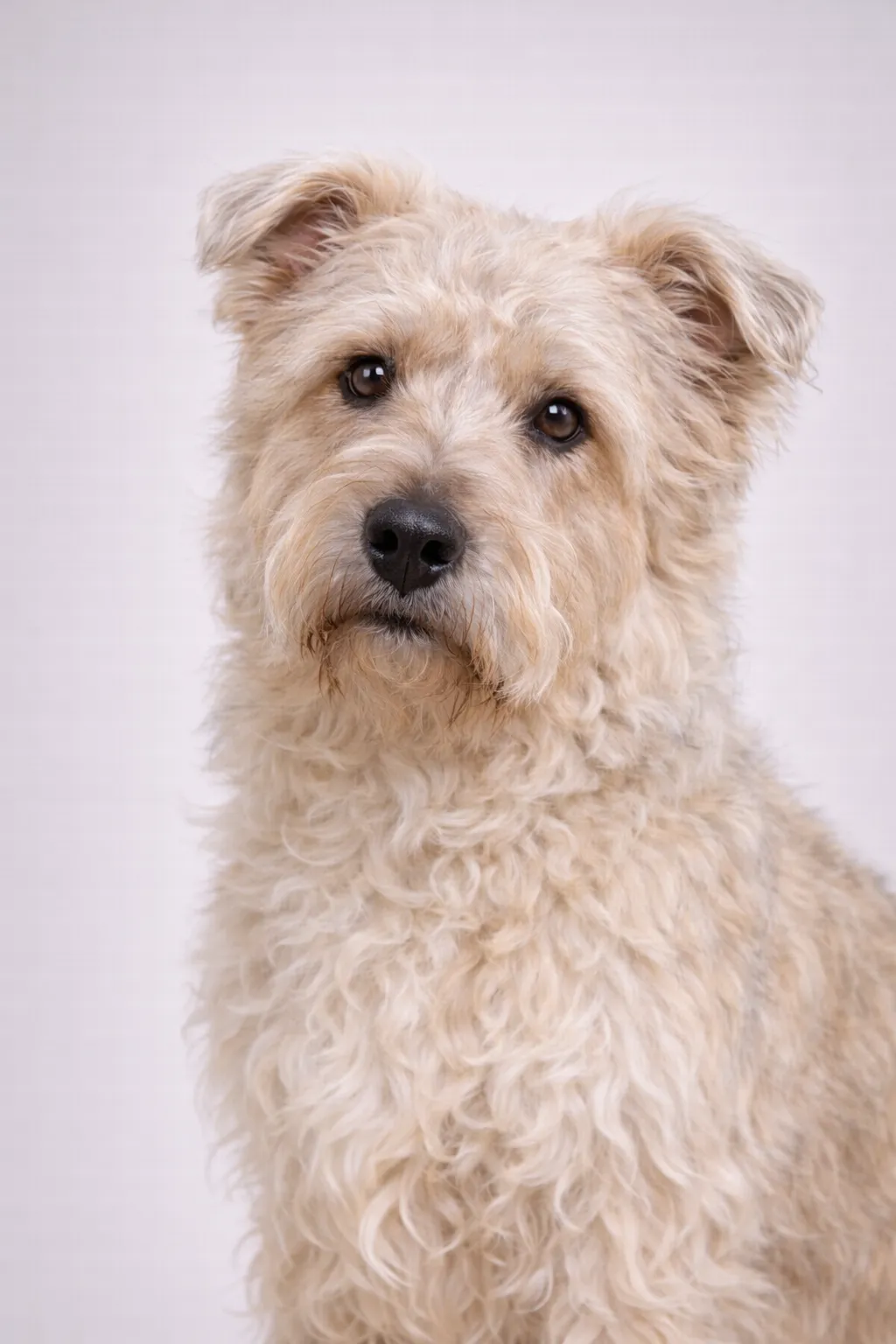 Glen of Imaal Terrierii