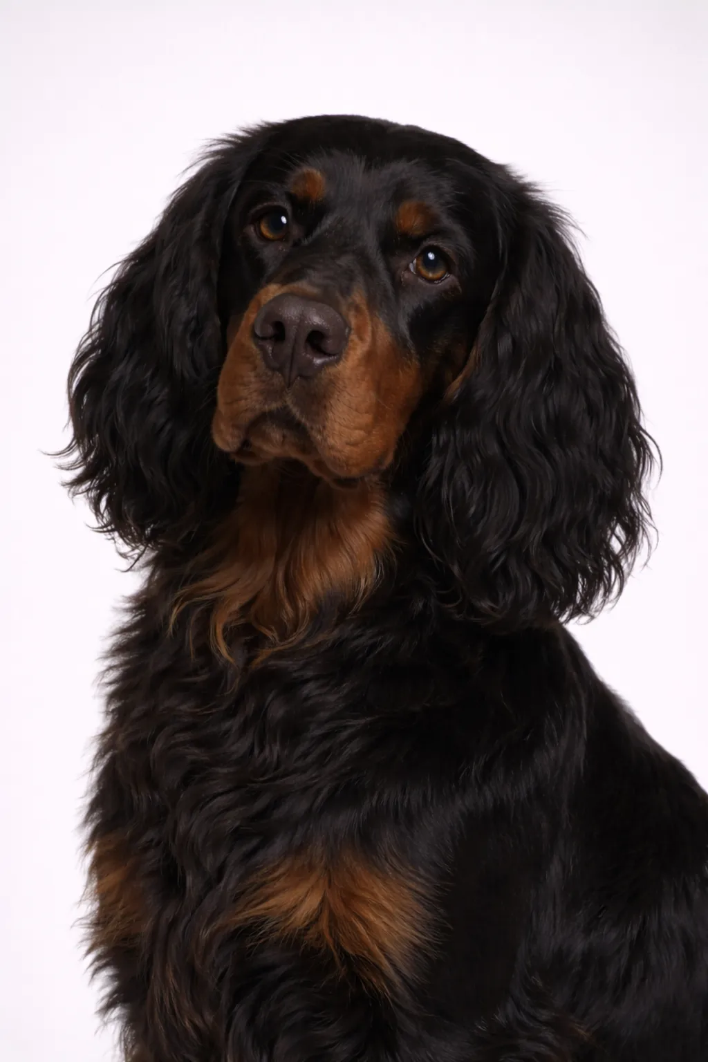 Gordon Setter