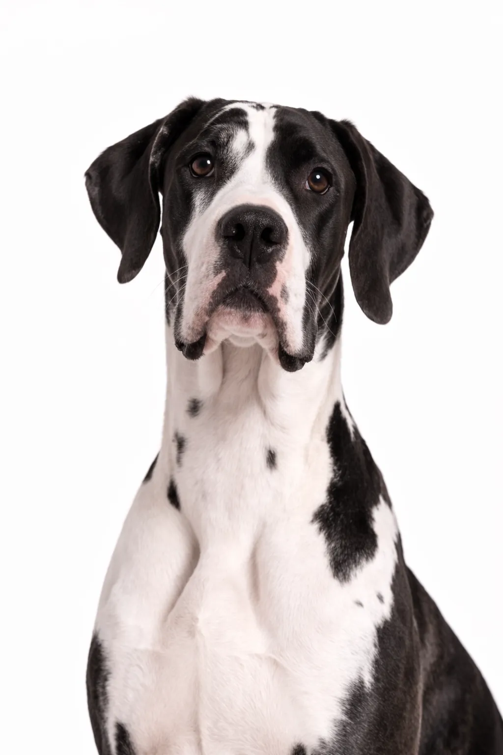 Deutsche Dogge
