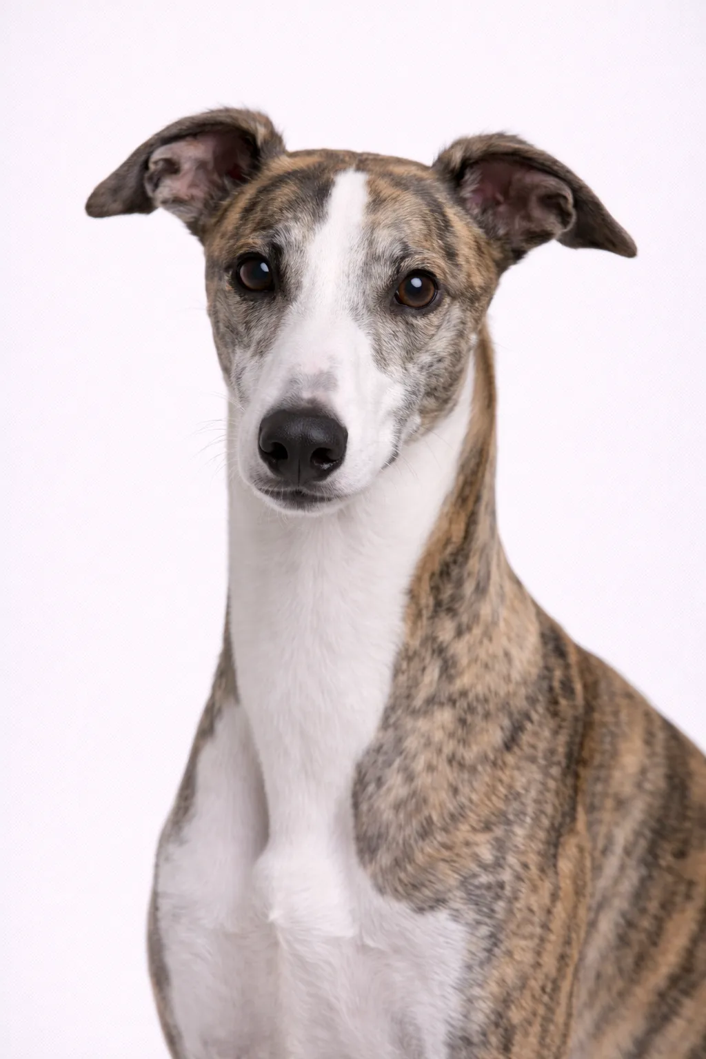 Greyhound