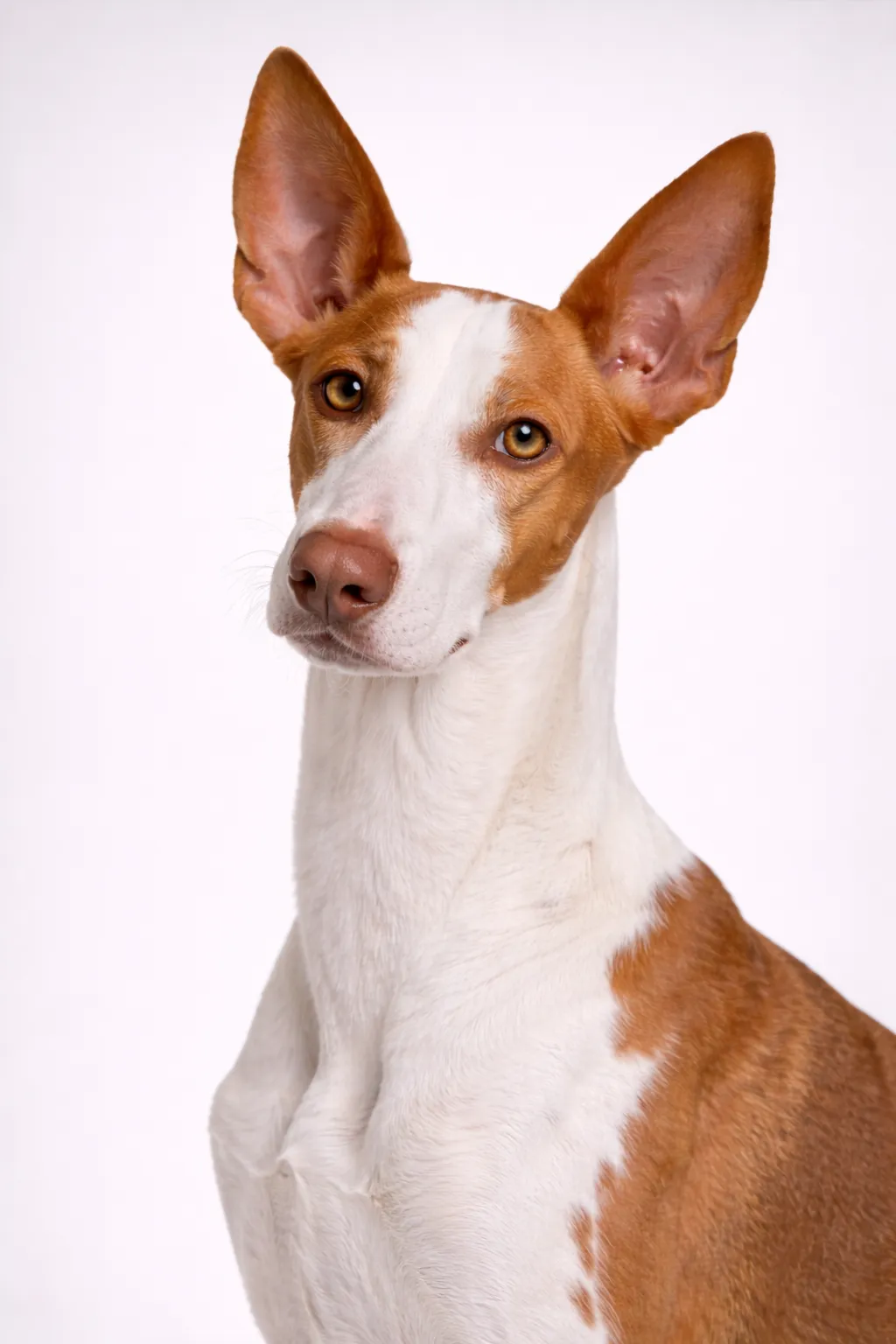 Podenco Ibicenco