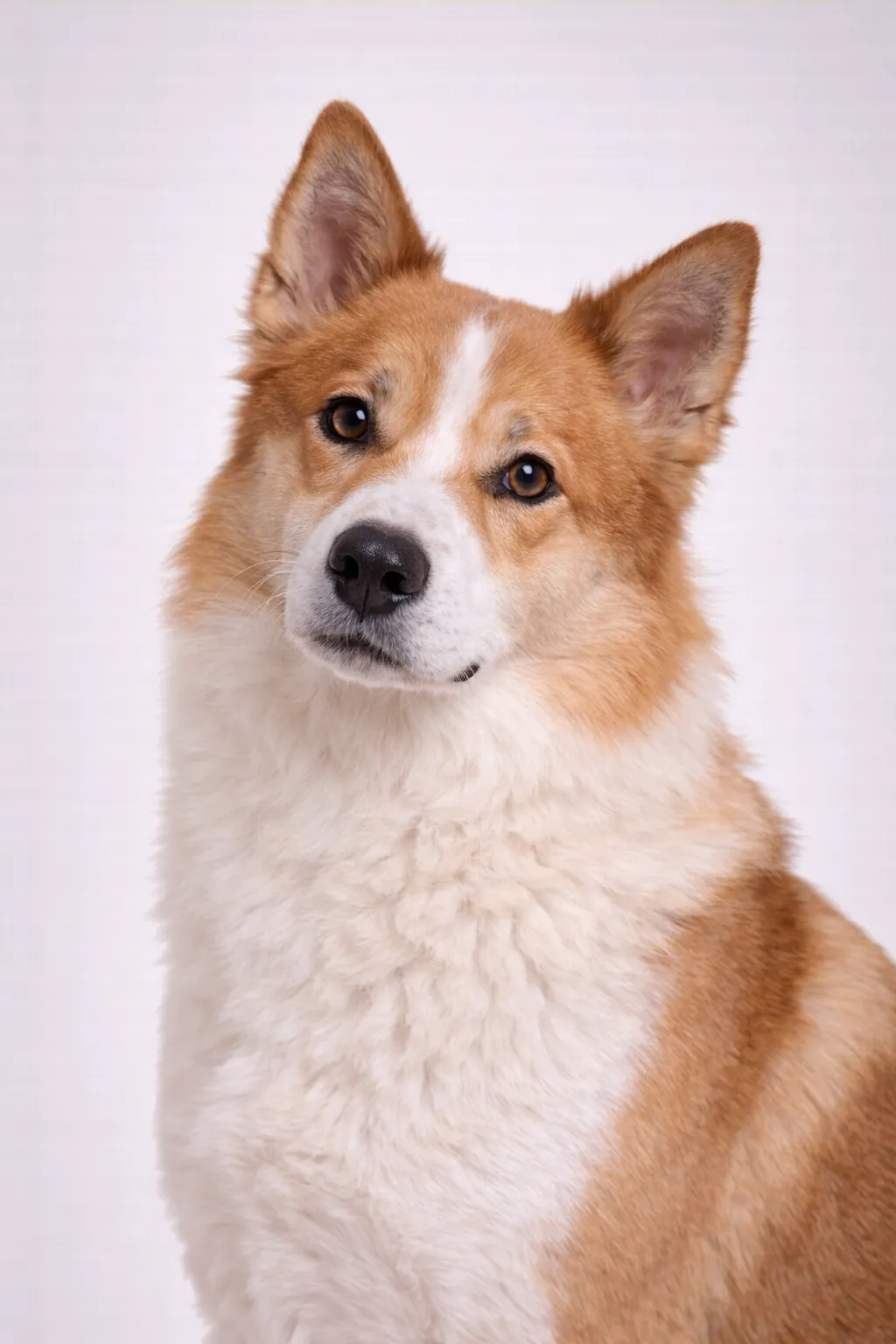 Isländsk Fårhund