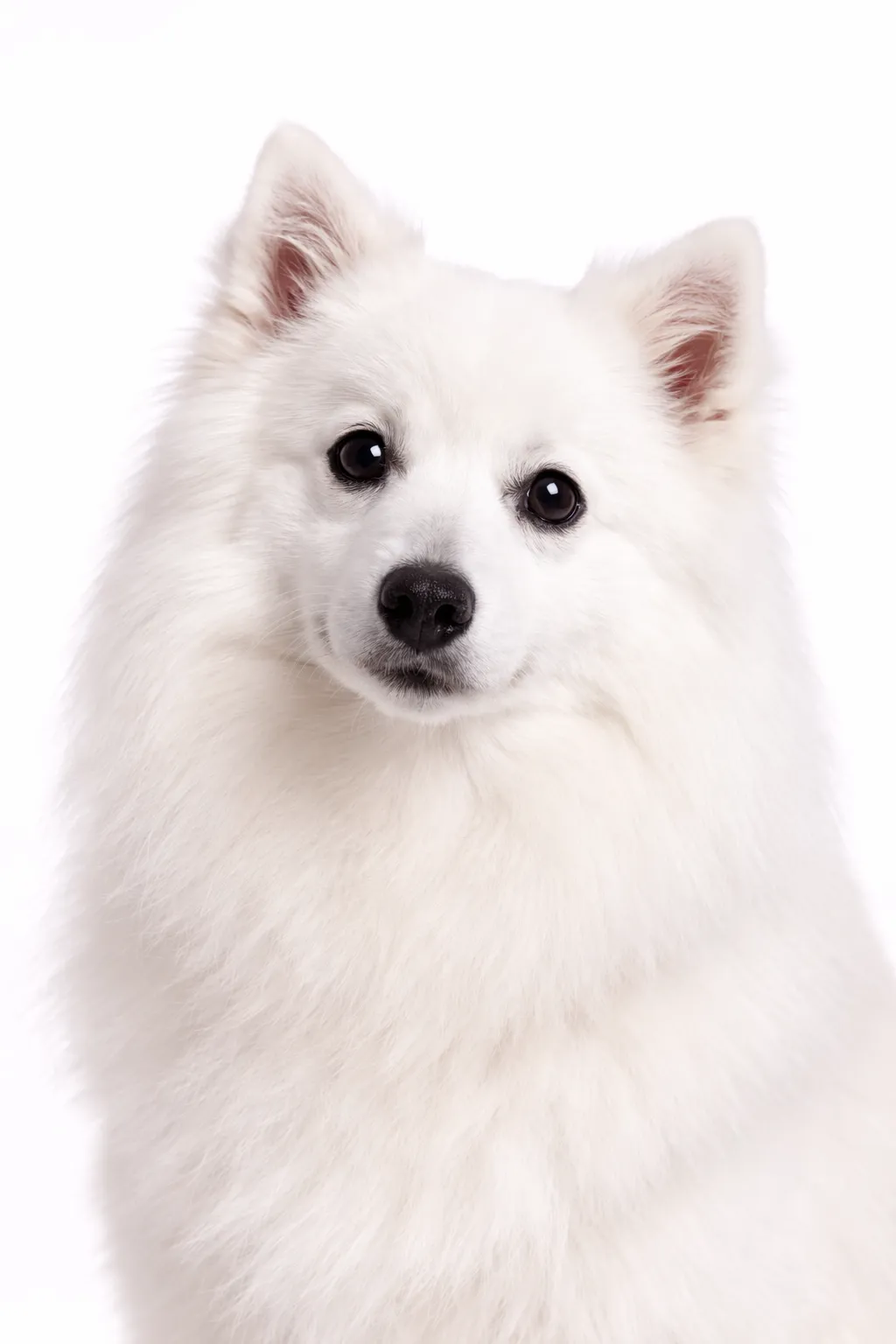 Japanese Spitz
