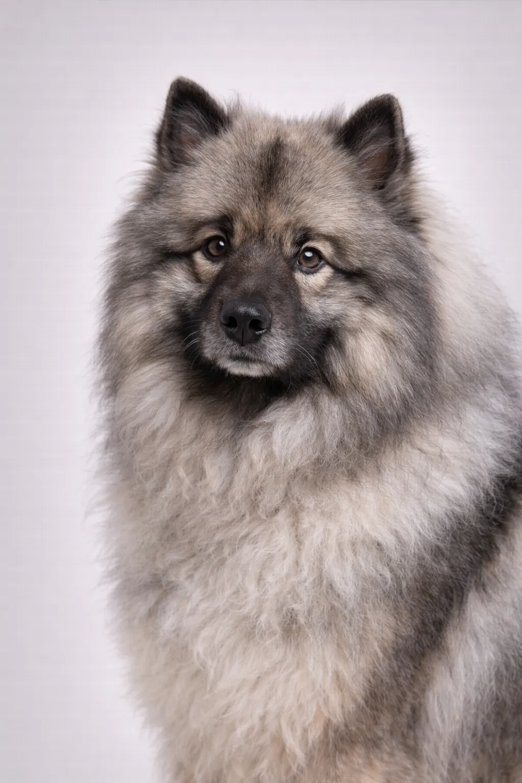 Keeshond