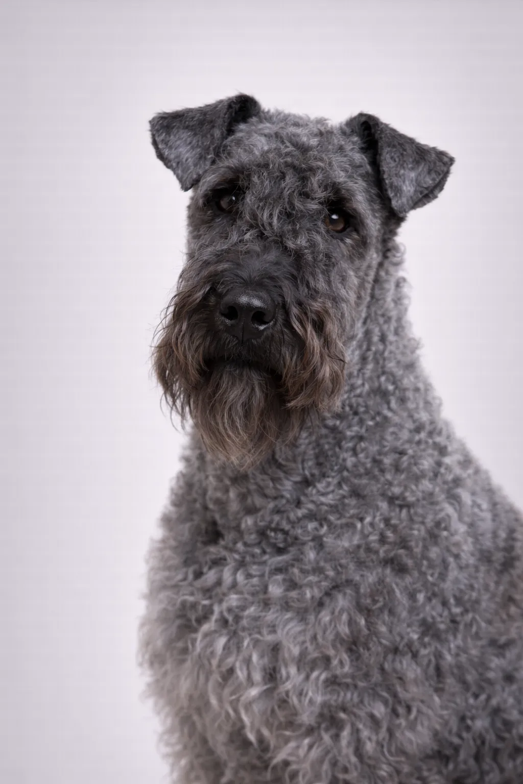 Kerry Blue Terrier