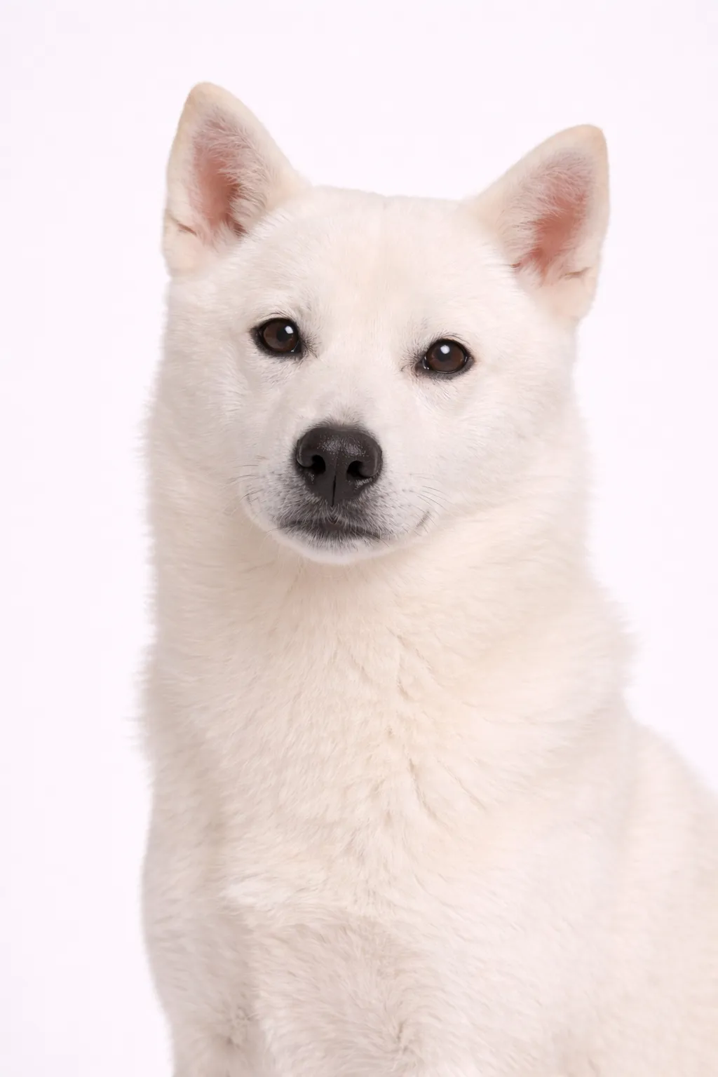 Kishu