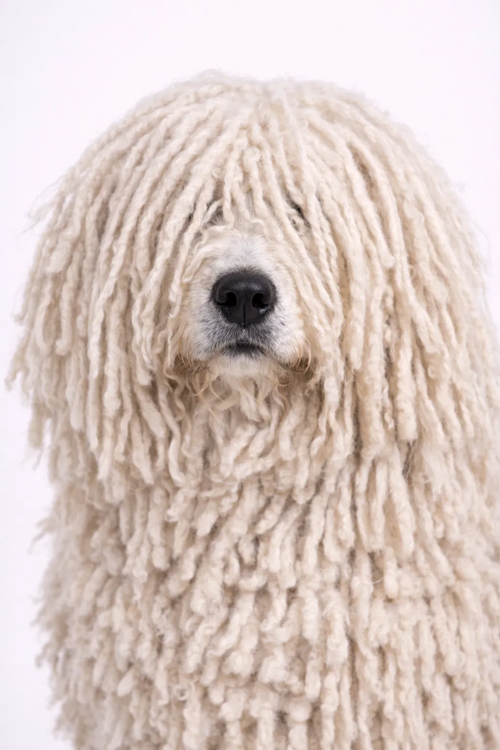 Komondor