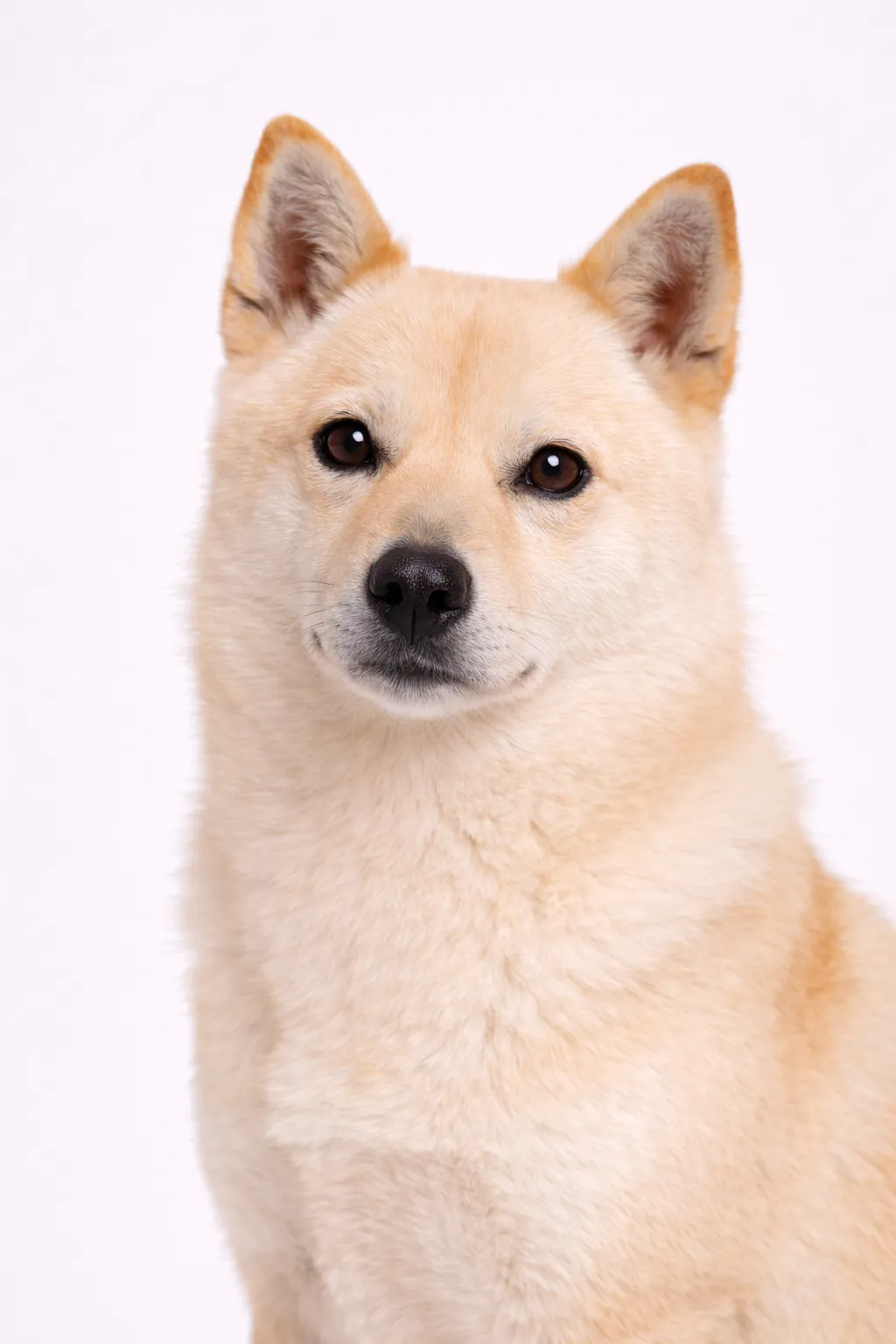 Korean Jindo
