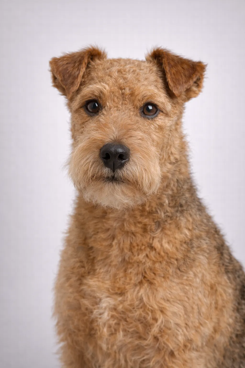 Lakeland Terrier