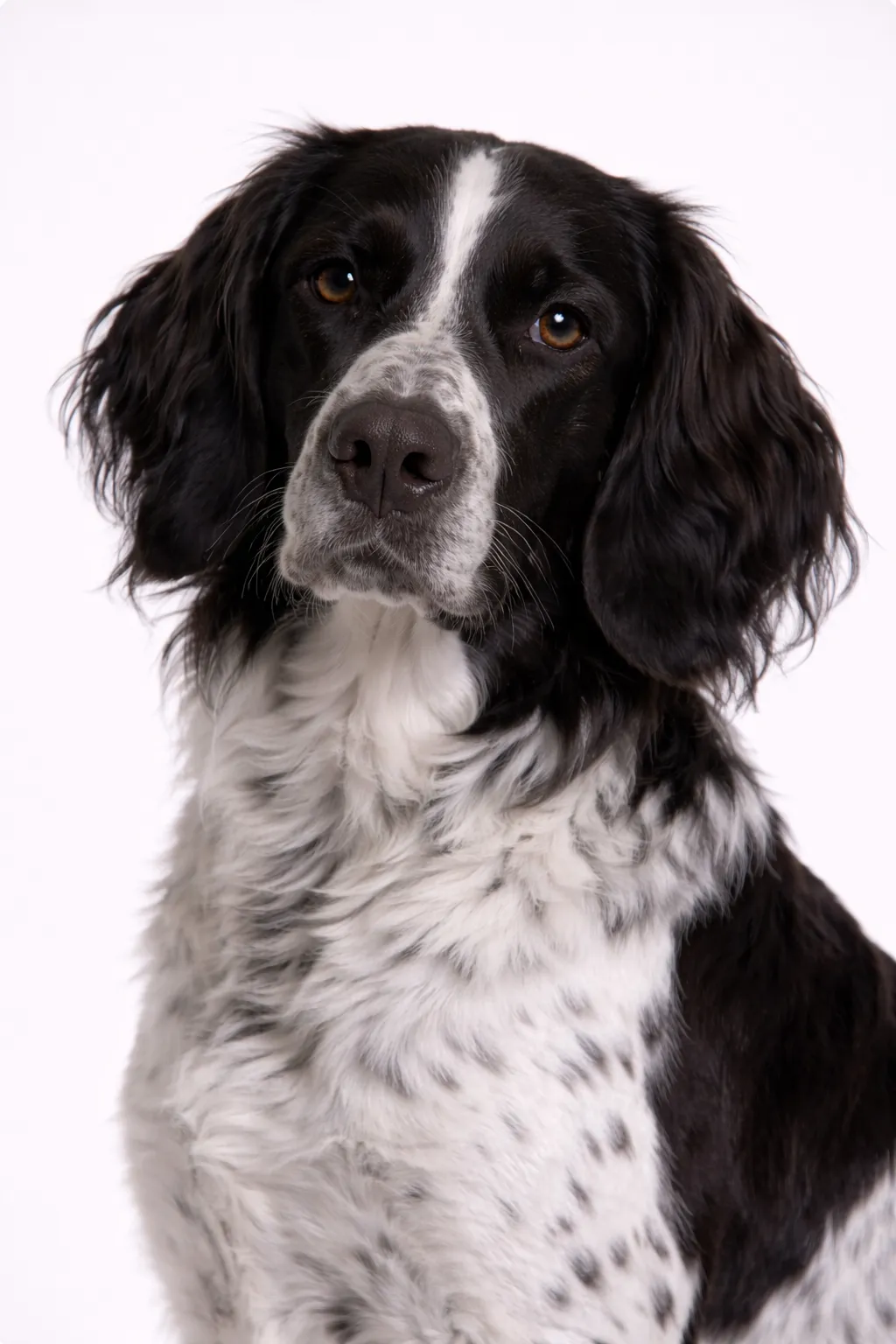 Large Münsterländer