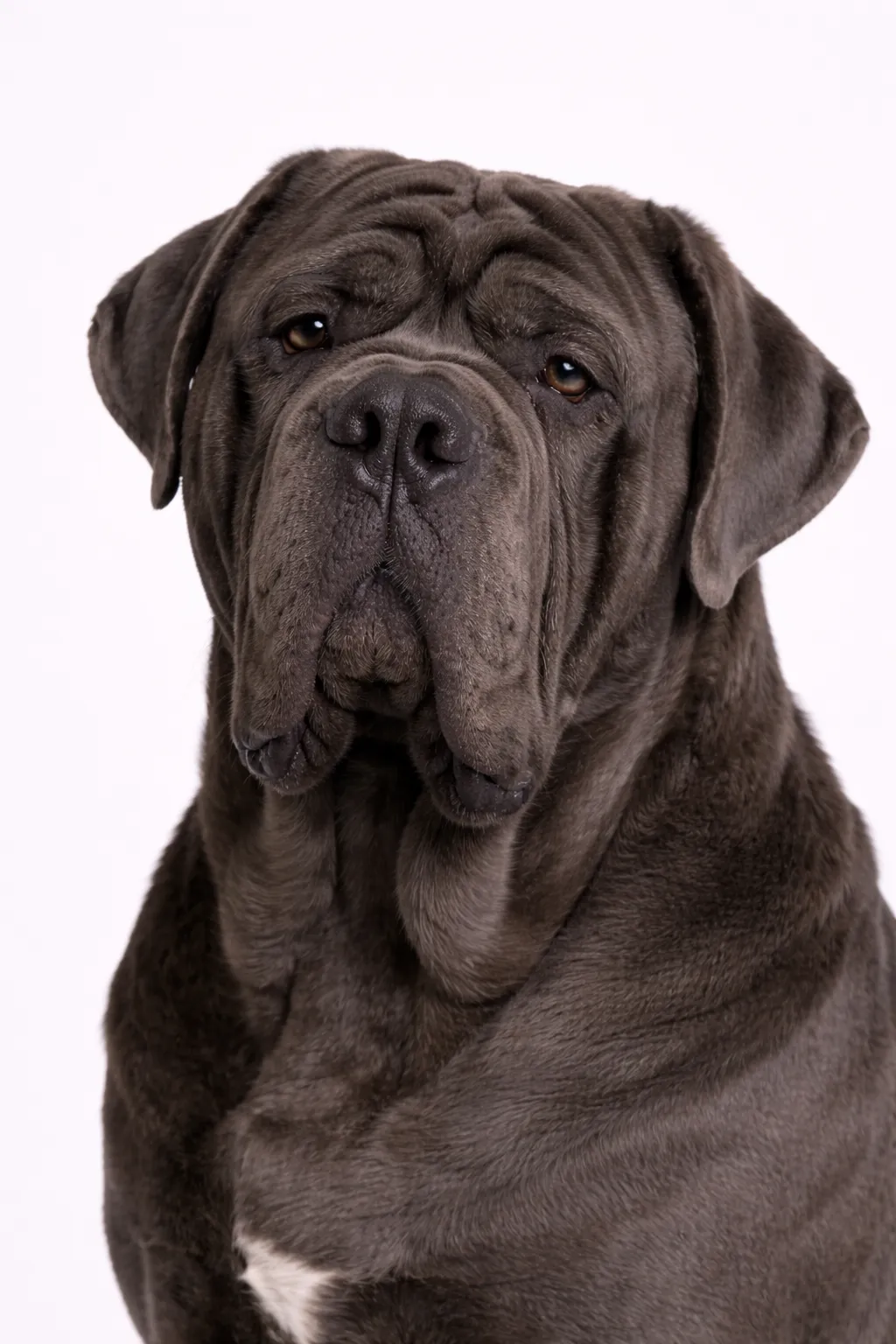 Napolitansk Mastiff