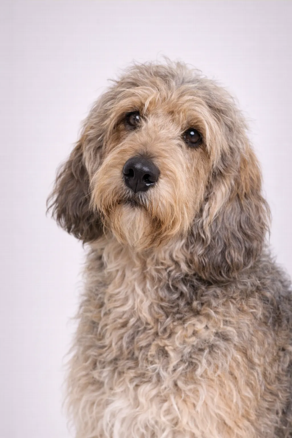 Otterhound