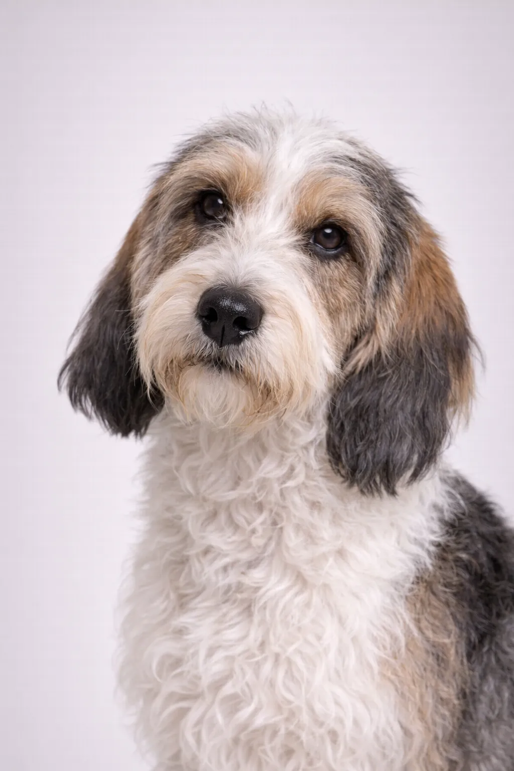 Petit Basset Griffon Vendéen