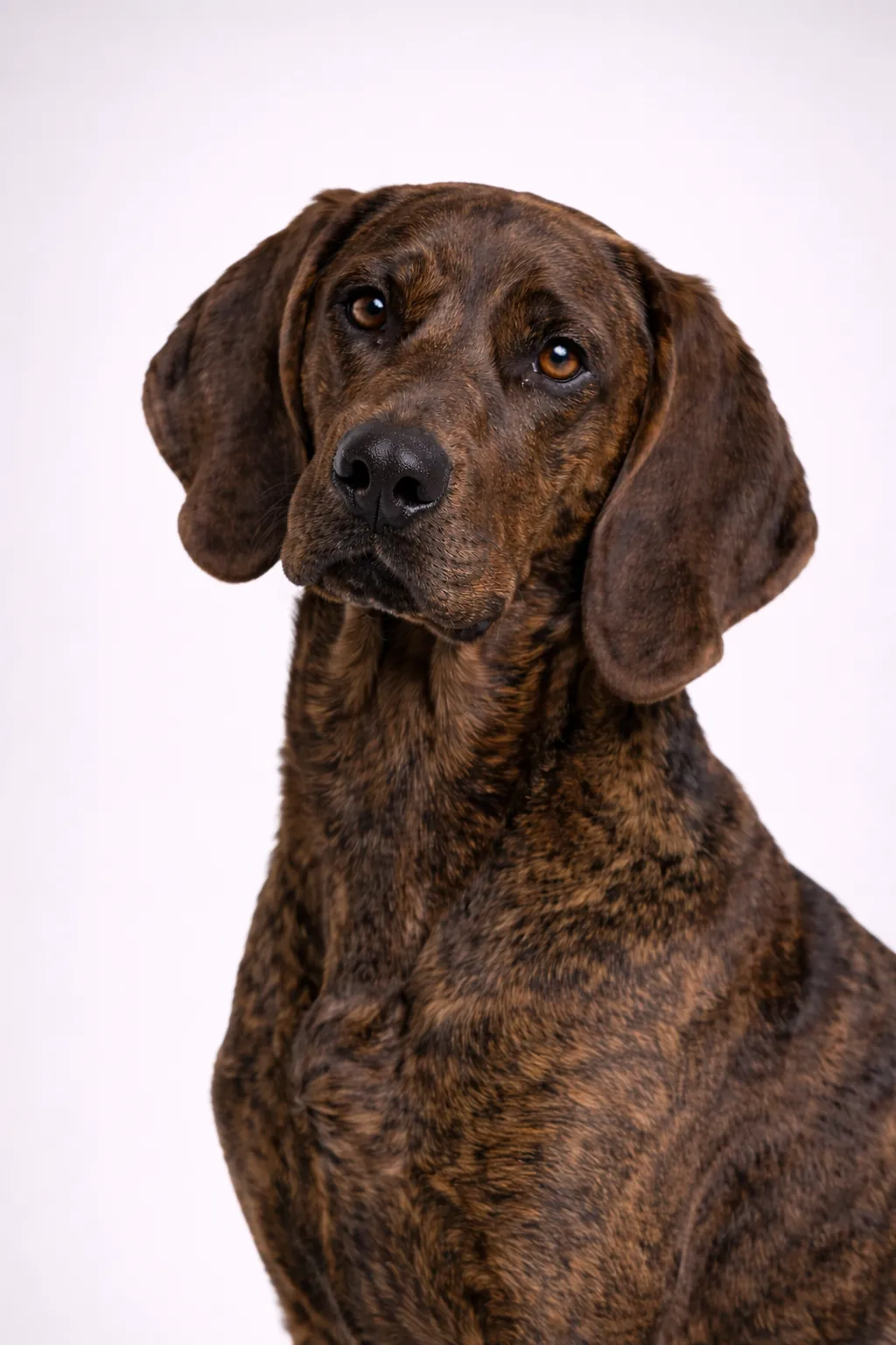Plott Hound