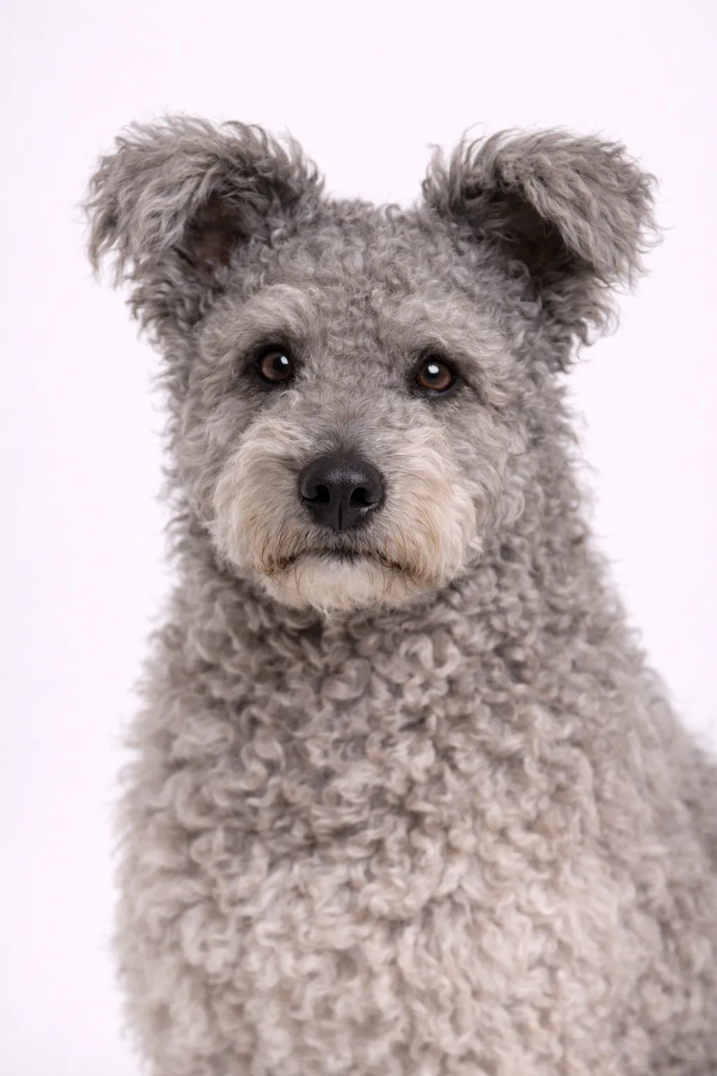 Pumi