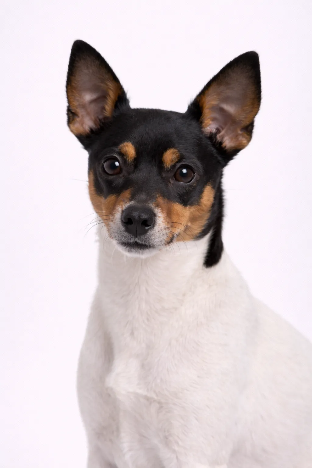 Rat Terrier